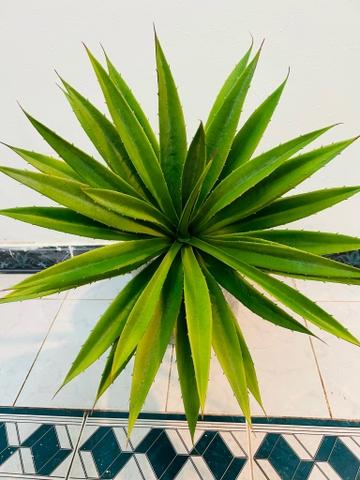 CÂY DỨA GAI GIẢ TRANG TRÍ 60CM