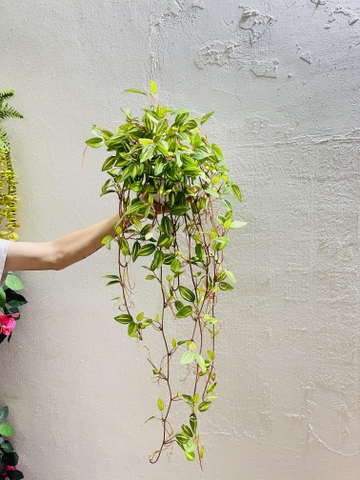 Chậu thài lài rủ giả 70cm
