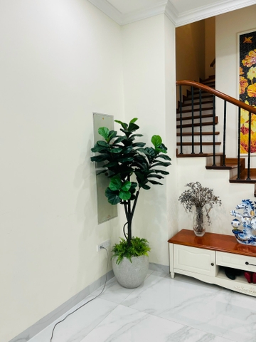 CÂY BÀNG SINGAPORE THÂN GỖ 5 NHÁNH (1M8)