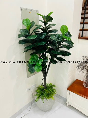 CÂY BÀNG SINGAPORE THÂN GỖ 5 NHÁNH (1M8)