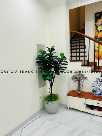CÂY BÀNG SINGAPORE THÂN GỖ 5 NHÁNH (1M8)