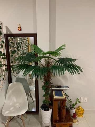 CÂY CỌ THÂN TO GIẢ HẰNG DECOR (1M5-2M)