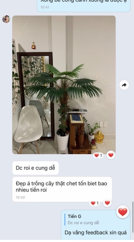 CHẬU CÂY CỌ THÂN TO 1M5 MIX TIỂU CẢNH VÀ CHẬU XI MĂNG GIỌT NƯỚC
