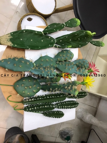 CÂY XƯƠNG RỒNG TAI THỎ HOA CAM( 45CM,65CM)
