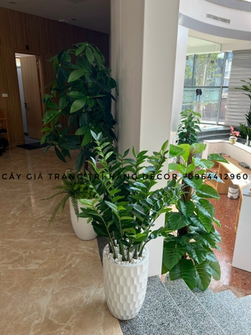 CÂY KIM TIỀN GIẢ TRANG TRÍ HẰNG DECOR (60CM, 90CM, 1M1)