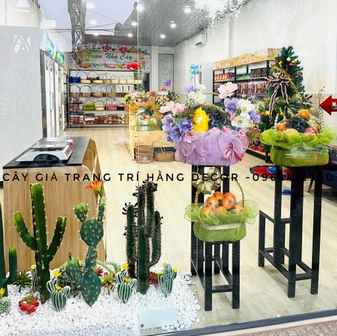 CÂY XƯƠNG RỒNG TAI THỎ HOA CAM( 45CM,65CM)