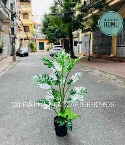 CÂY TRẦU BÀ LÁ XẺ TRẮNG HẰNG DECOR (90CM, 1M2)