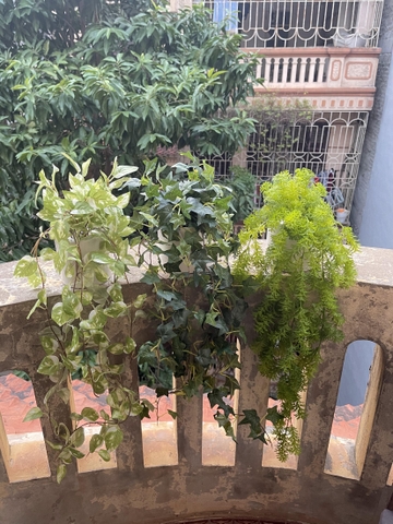 Chậu dong rủ giả 70cm