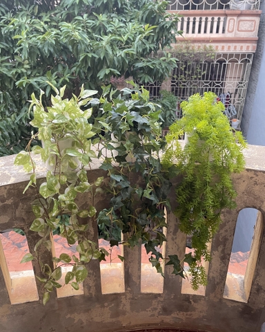 Chậu thường xuân rủ giả 70cm