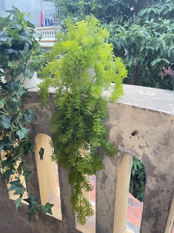 Chậu dong rủ giả 70cm