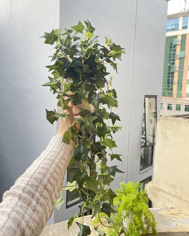 Chậu thường xuân rủ giả 70cm