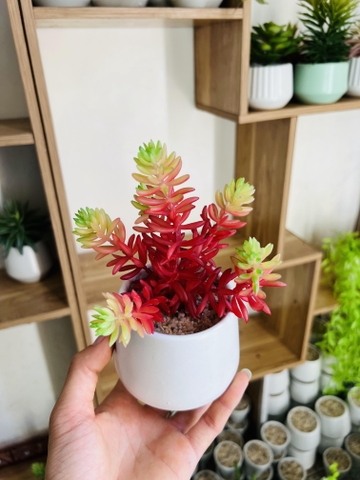 Chậu sen đá tép bưởi giả 13cm