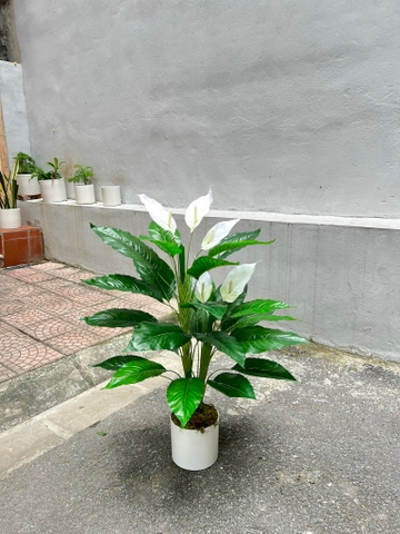 CÂY HOA LAN Ý GIẢ TRANG TRÍ ( 1M2, 1M5)