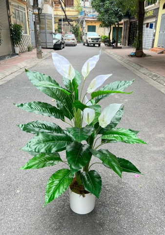 CÂY HOA LAN Ý GIẢ TRANG TRÍ ( 1M2, 1M5)