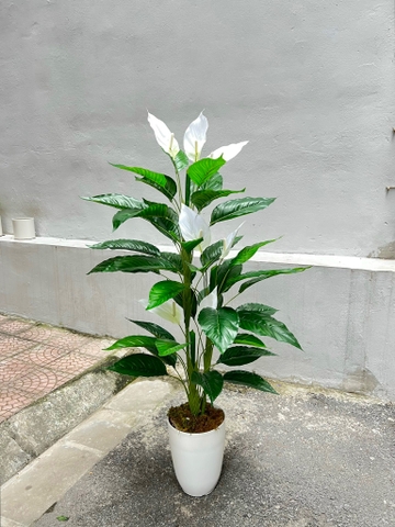 CÂY HOA LAN Ý GIẢ TRANG TRÍ ( 1M2, 1M5)
