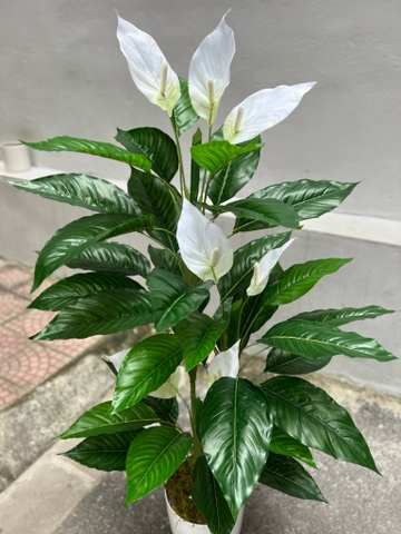 CÂY HOA LAN Ý GIẢ TRANG TRÍ ( 1M2, 1M5)