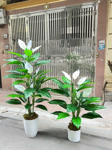 CÂY HOA LAN Ý GIẢ TRANG TRÍ ( 1M2, 1M5)