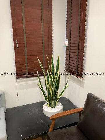 CÂY LƯỠI HỔ GIẢ HẰNG DECOR (80CM, 1M)