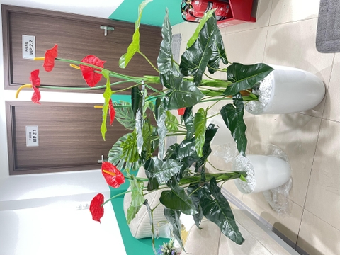 CÂY HOA HỒNG MÔN GIẢ HẰNG DECOR (1M2, 1M5)