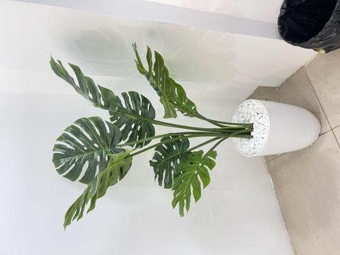 CÂY TRẦU BÀ LÁ XẺ HẰNG DECOR (90CM ,1M2)
