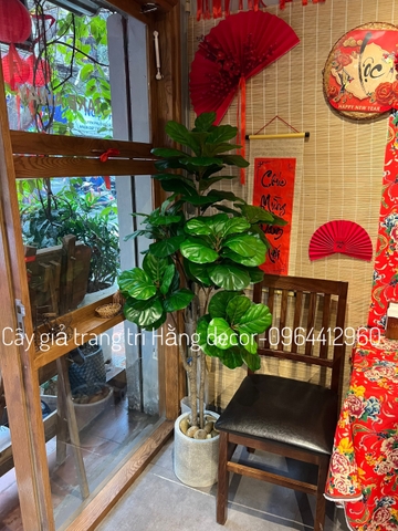 CÂY BÀNG SINGAPORE 6 NHÁNH hằng decor(1m5)