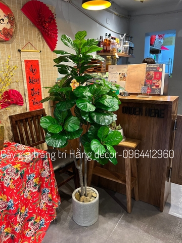CÂY BÀNG SINGAPORE 6 NHÁNH hằng decor(1m5)