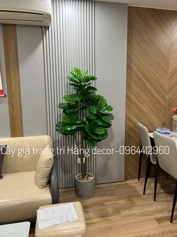 CÂY BÀNG SINGAPORE 6 NHÁNH hằng decor(1m5)