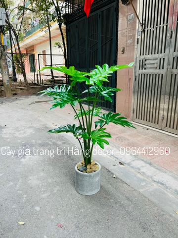 CÂY TRẦU BÀ THANH XUÂN GIẢ HẰNG DECOR 1M3