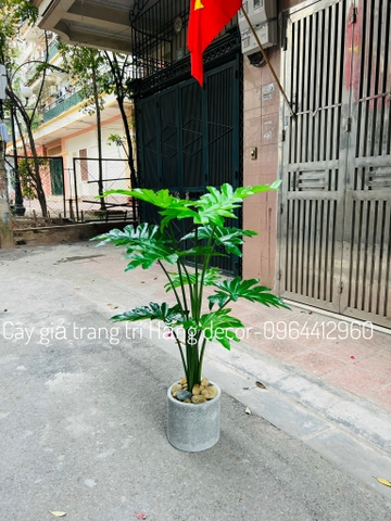 CÂY TRẦU BÀ THANH XUÂN GIẢ HẰNG DECOR 1M3