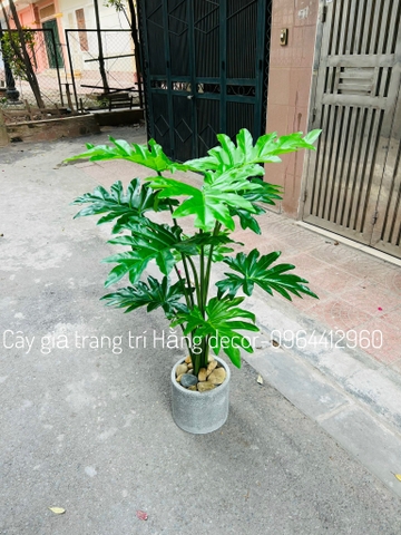 CÂY TRẦU BÀ THANH XUÂN GIẢ HẰNG DECOR 1M3