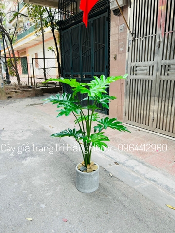 CÂY TRẦU BÀ THANH XUÂN GIẢ HẰNG DECOR 1M3