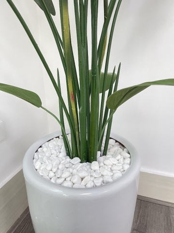 CHẬU CÂY THIÊN ĐIỂU MIX DƯƠNG SỈ (1M4, 1M6)