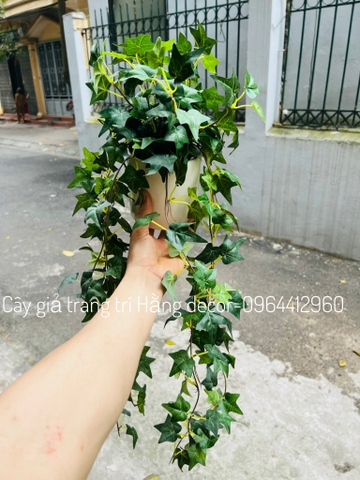 Chậu thường xuân rủ giả 70cm
