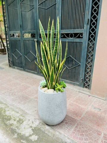 CÂY LƯỠI HỔ GIẢ HẰNG DECOR (80CM, 1M)