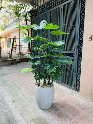 CHẬU CÂY TRẦU BÀ LEO GIẢ KÈM CHẬU XI MĂNG 1M9