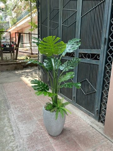 CÂY TRẦU BÀ LÁ XẺ HẰNG DECOR (90CM ,1M2)