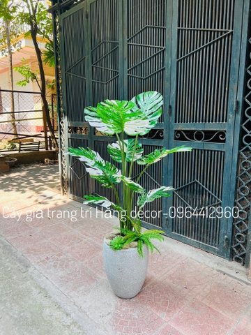 CÂY TRẦU BÀ LÁ XẺ HẰNG DECOR (90CM ,1M2)