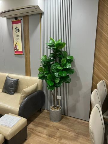 CÂY BÀNG SINGAPORE 6 NHÁNH hằng decor(1m5)