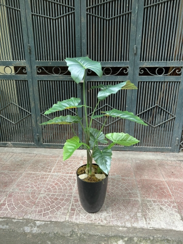 CÂY MÔN GIẢ TRANG TRÍ 1M1 (XANH, ĐỎ)