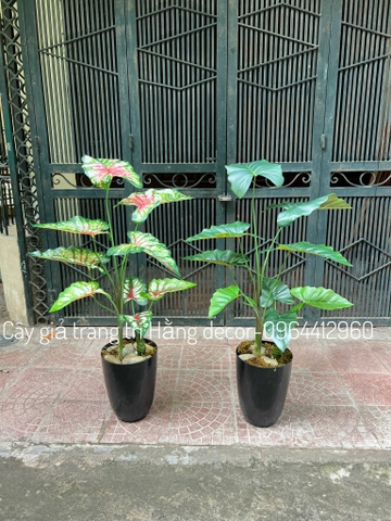 CÂY MÔN GIẢ TRANG TRÍ 1M1 (XANH, ĐỎ)