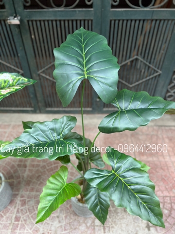 CÂY MÔN GIẢ TRANG TRÍ 1M1 (XANH, ĐỎ)
