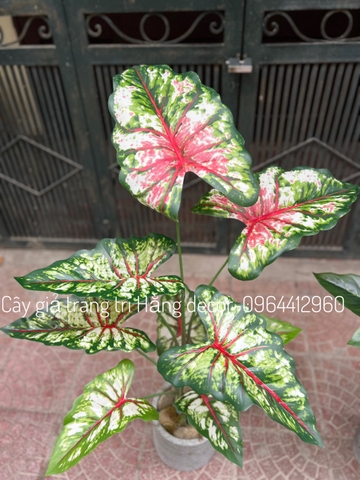 CÂY MÔN GIẢ TRANG TRÍ 1M1 (XANH, ĐỎ)