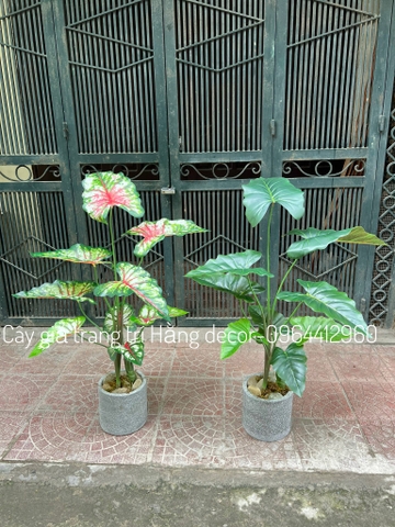 CÂY MÔN GIẢ TRANG TRÍ 1M1 (XANH, ĐỎ)