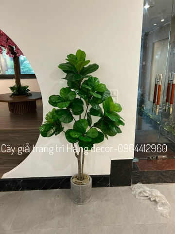 CÂY BÀNG SINGAPORE 6 NHÁNH hằng decor(1m5)