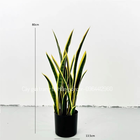 CÂY LƯỠI HỔ GIẢ HẰNG DECOR (80CM, 1M)