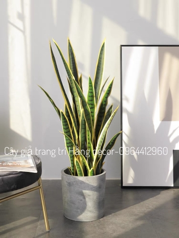 CÂY LƯỠI HỔ GIẢ HẰNG DECOR (80CM, 1M)