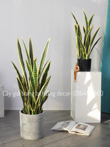 CÂY LƯỠI HỔ GIẢ HẰNG DECOR (80CM, 1M)