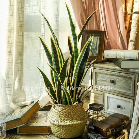 CÂY LƯỠI HỔ GIẢ HẰNG DECOR (80CM, 1M)