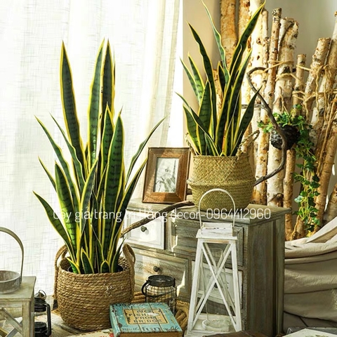CÂY LƯỠI HỔ GIẢ HẰNG DECOR (80CM, 1M)