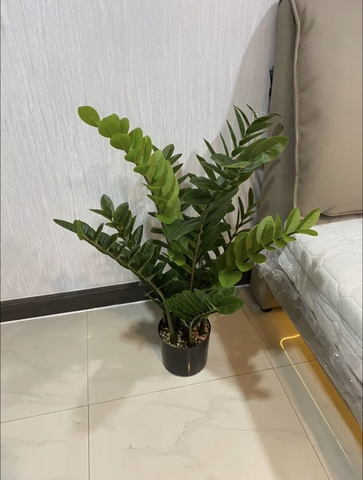 CÂY KIM TIỀN GIẢ TRANG TRÍ HẰNG DECOR (60CM, 90CM, 1M1)